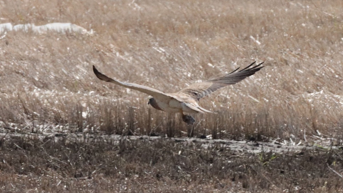Swainson's Hawk - ML638297961