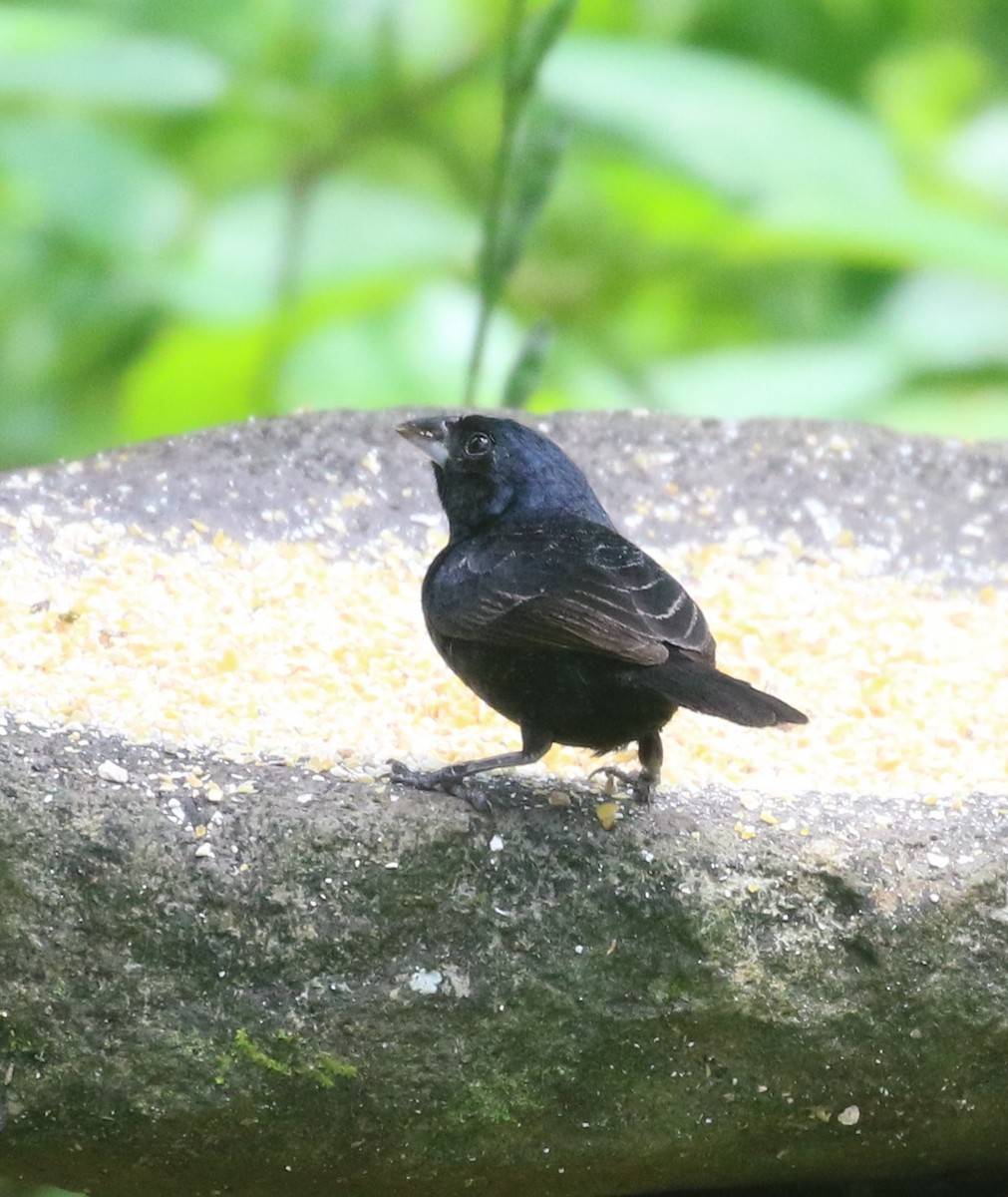 Blue-black Grassquit - ML638297962
