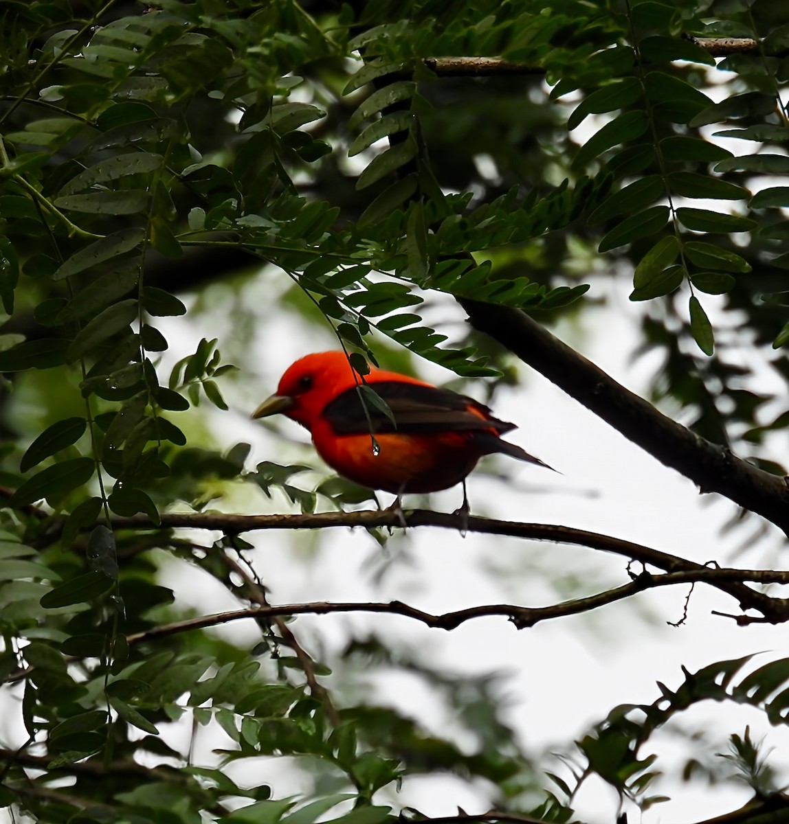 Scarlet Tanager - ML638297964