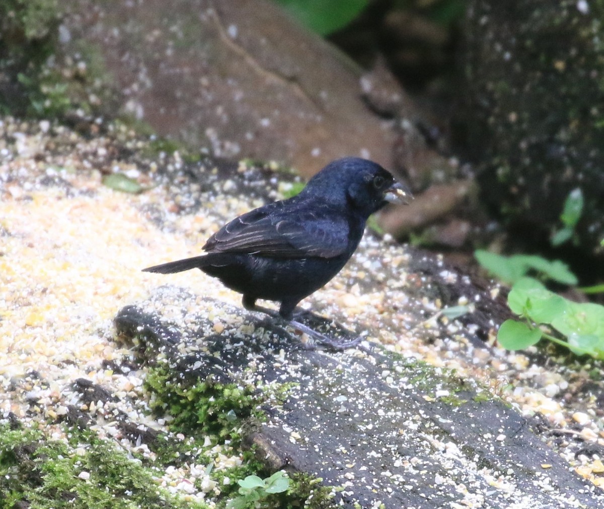 Blue-black Grassquit - ML638297965