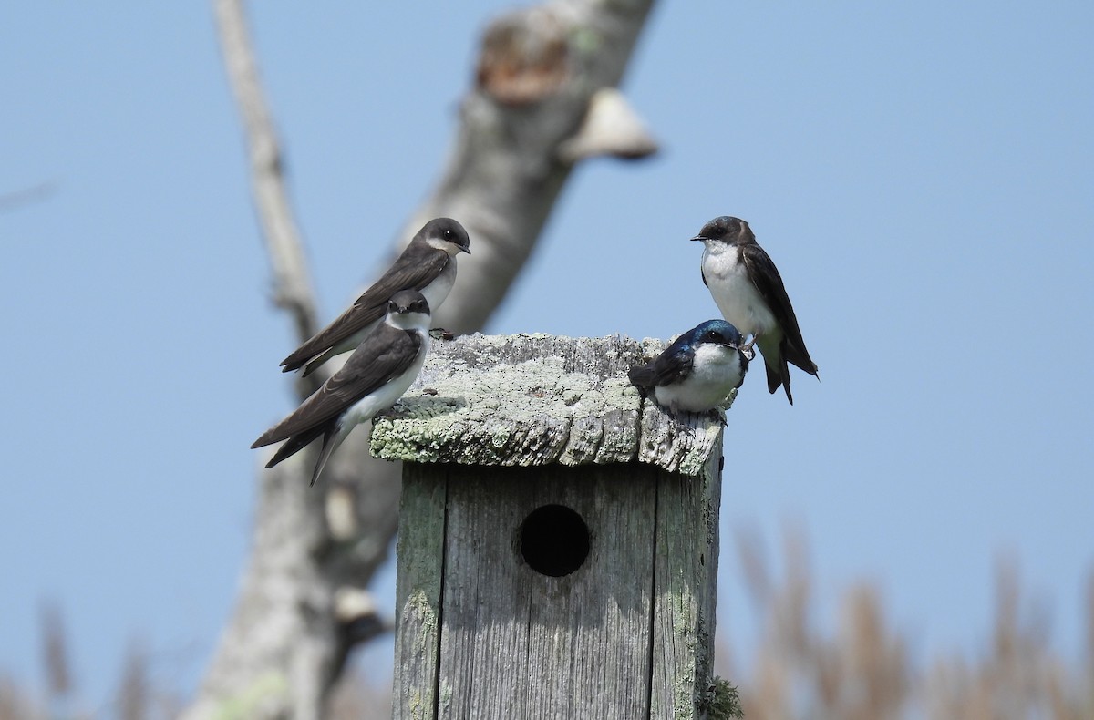 Tree Swallow - ML638297966