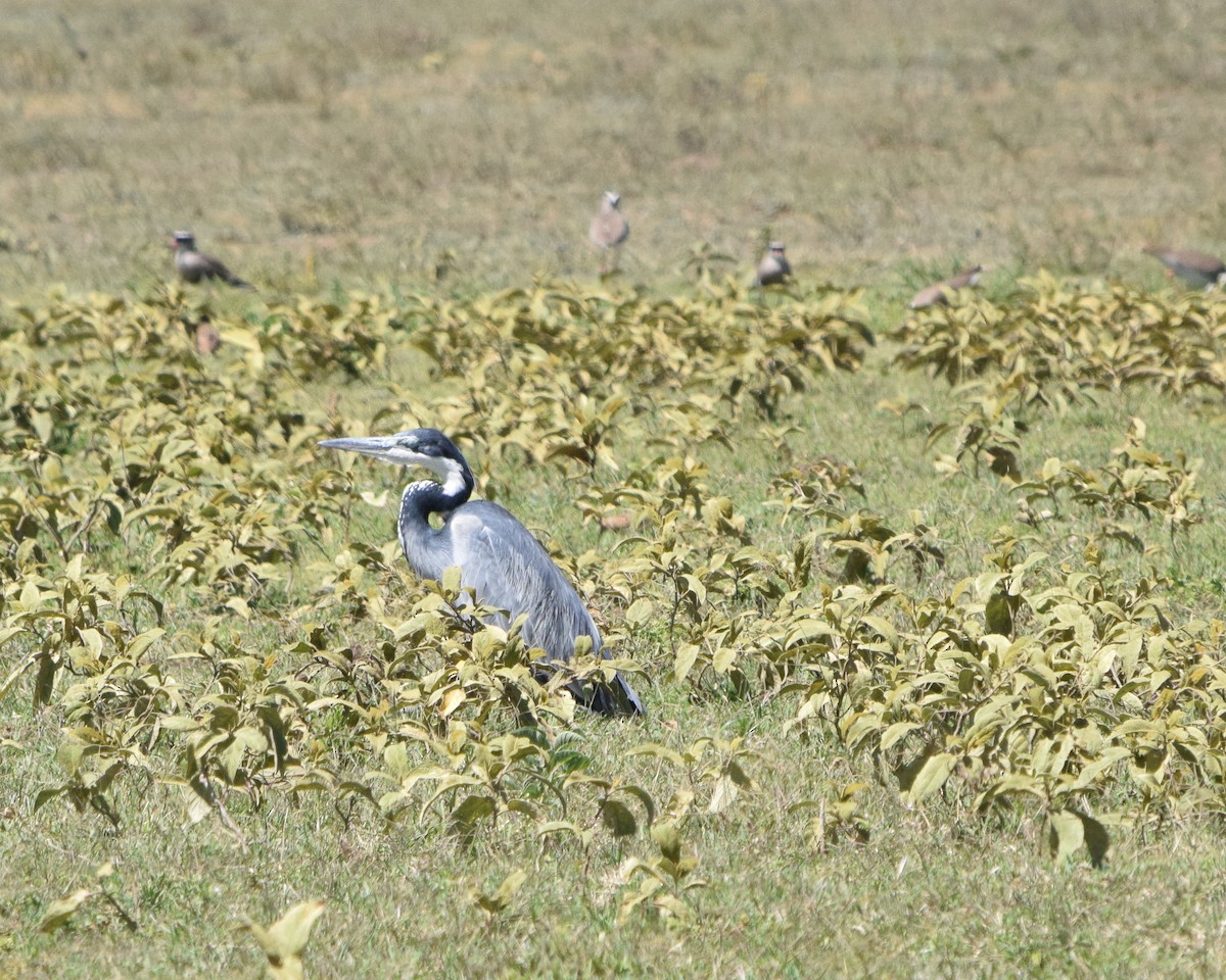 Black-headed Heron - ML638297967