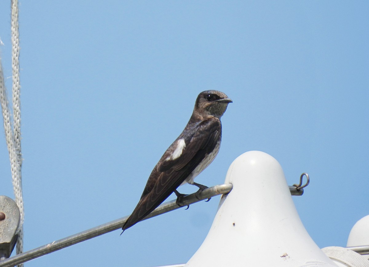 Purple Martin - ML638297969