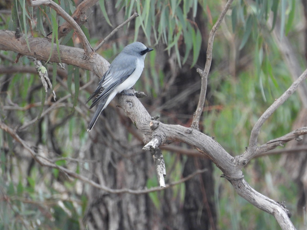 White-bellied Cuckooshrike - ML638297973