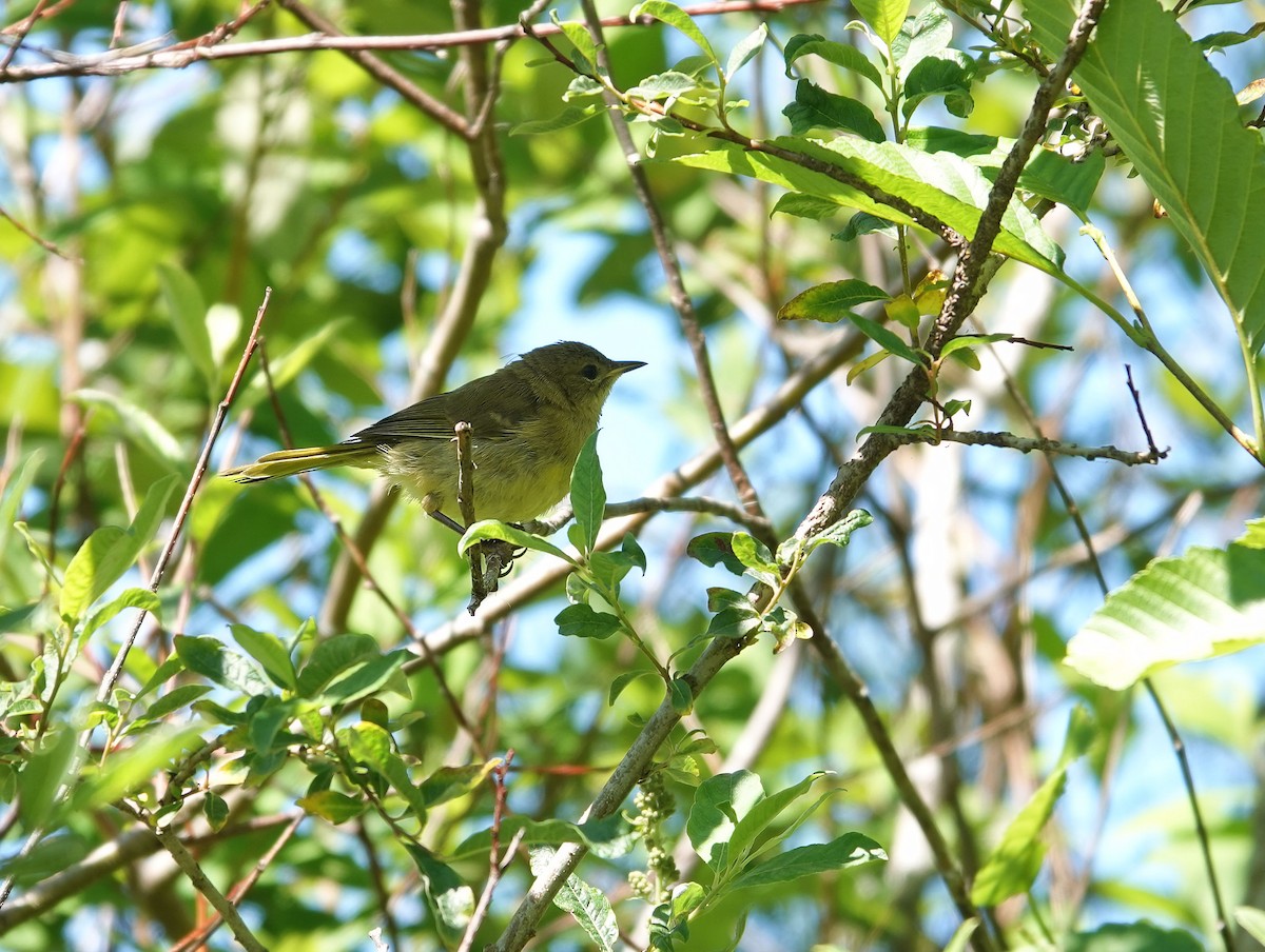 Common Yellowthroat - ML638297974