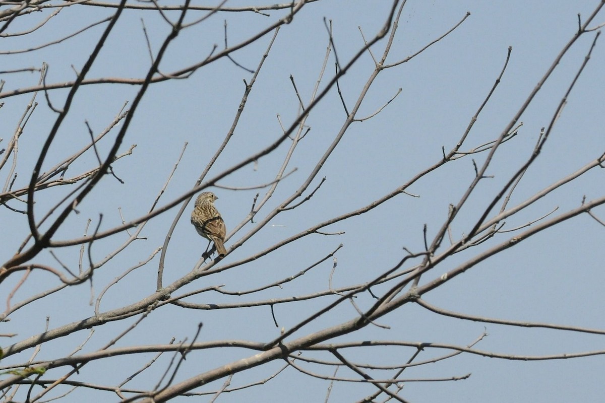 Vesper Sparrow - ML638297975