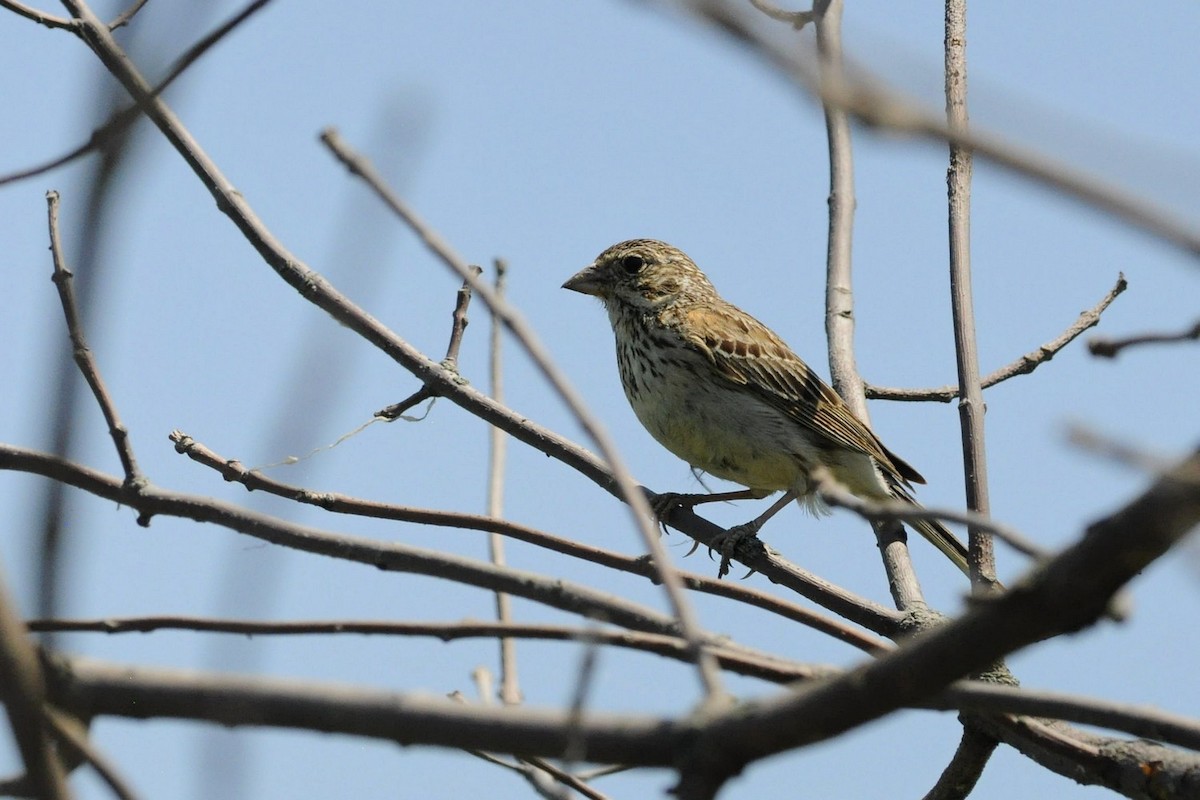 Vesper Sparrow - ML638297976