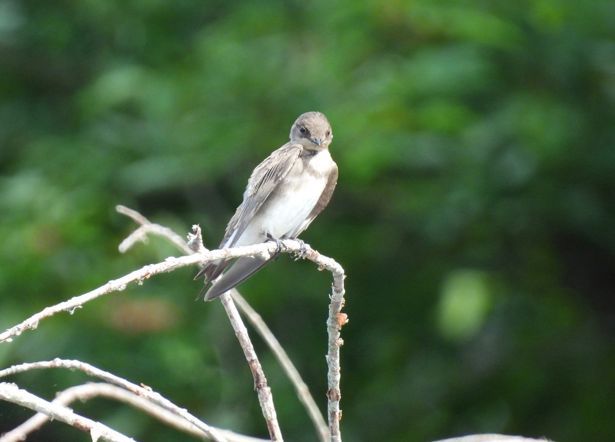 Northern Rough-winged Swallow - ML638297977