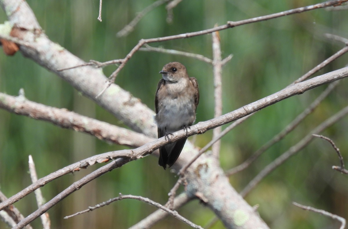 Northern Rough-winged Swallow - ML638297978