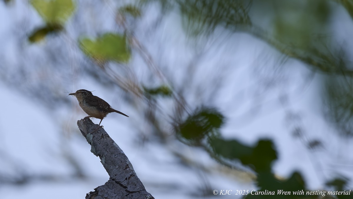 Carolina Wren - ML638297979