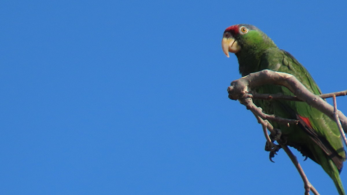Red-crowned Amazon - ML638297980