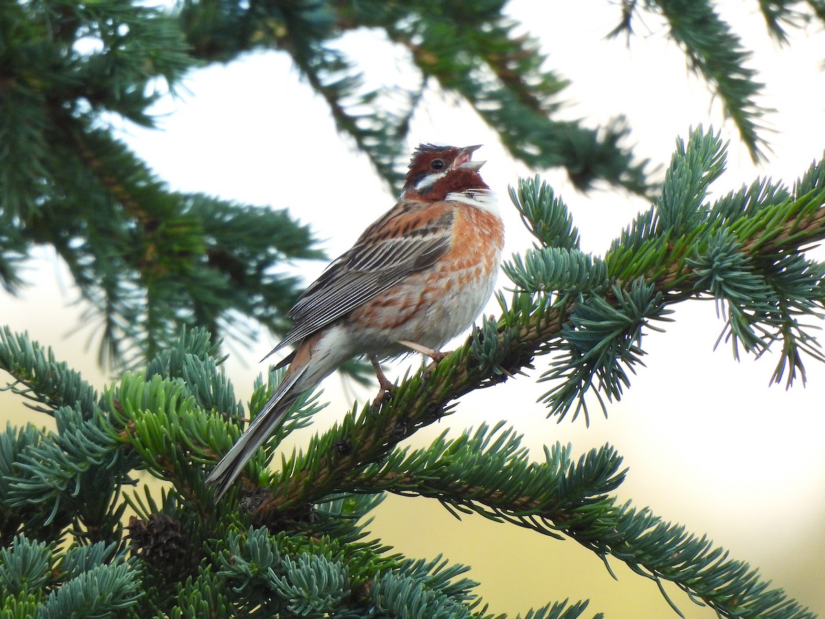 Pine Bunting - ML638297985