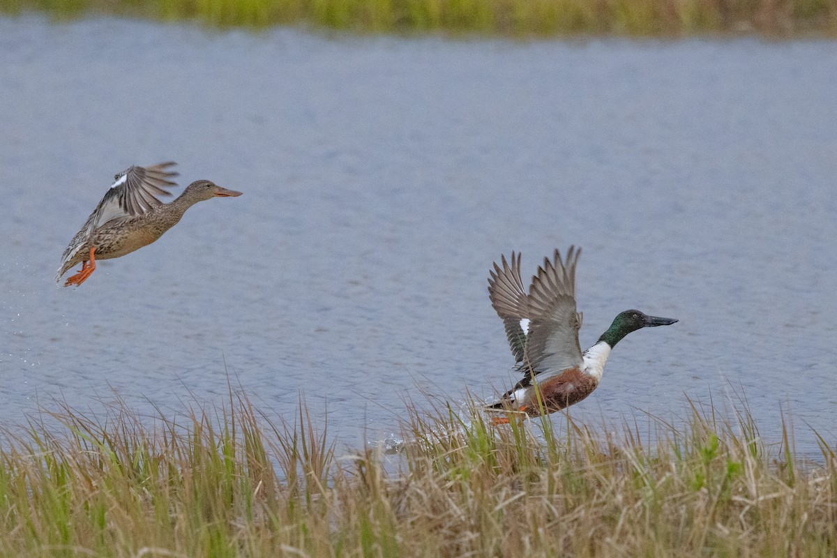 Northern Shoveler - ML638297991