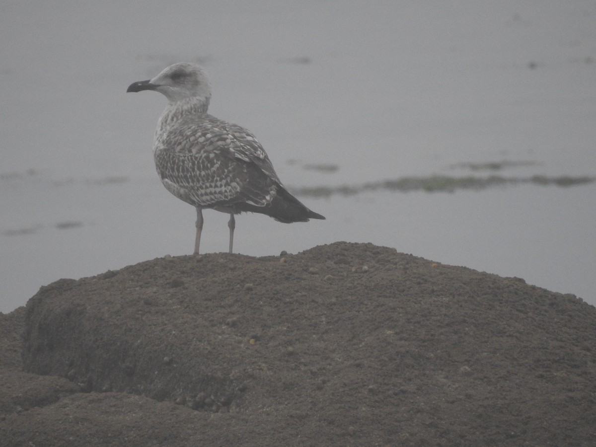Lesser Black-backed Gull - ML638297996