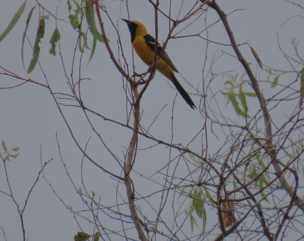 Hooded Oriole - ML638298002
