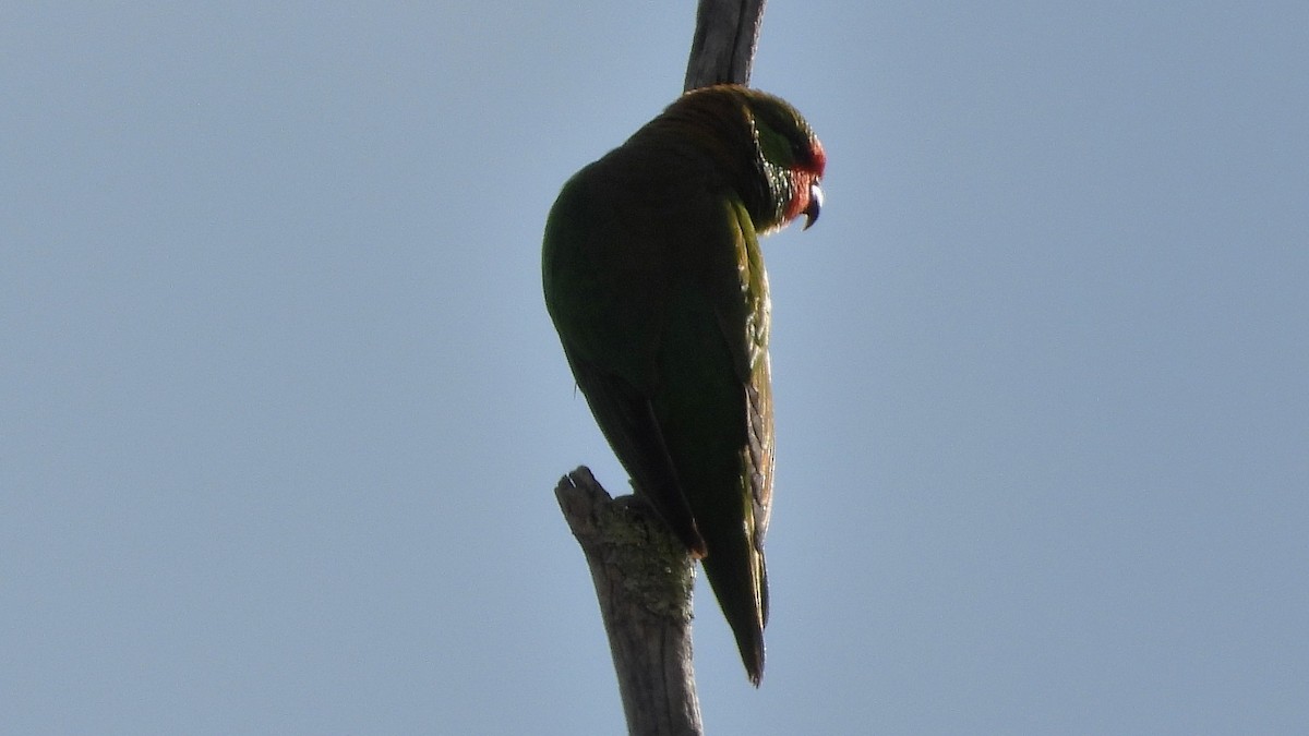 Little Lorikeet - ML638298008