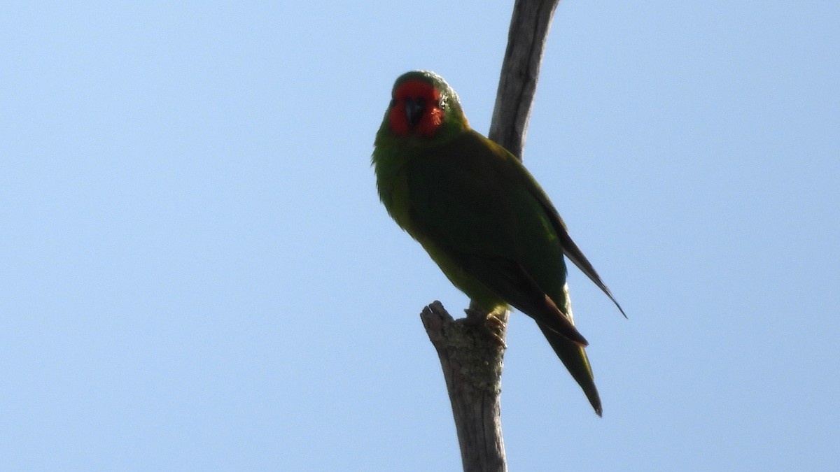 Little Lorikeet - ML638298010