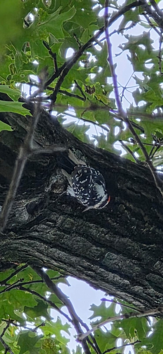 Hairy Woodpecker - ML638298017