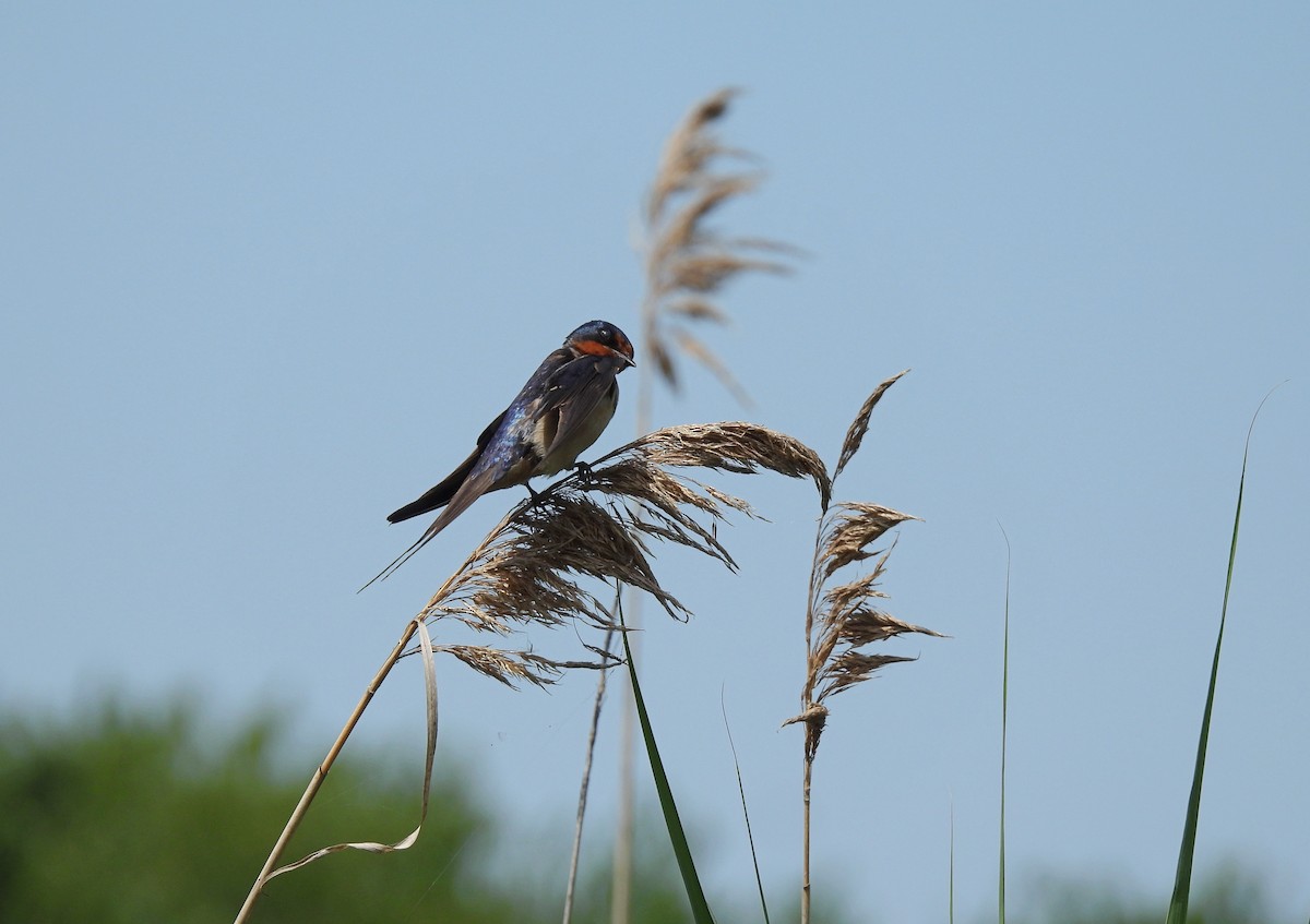 Barn Swallow - ML638298033