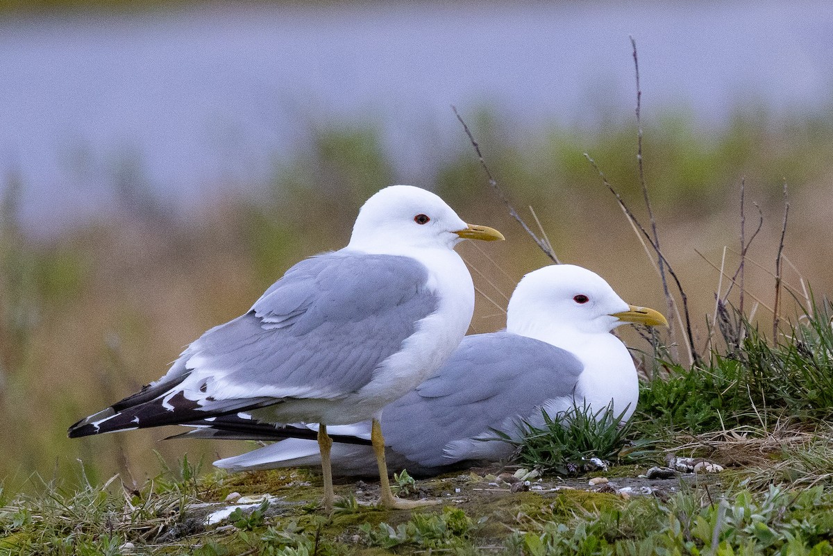 Short-billed Gull - ML638298034