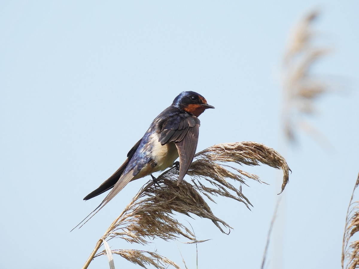 Barn Swallow - ML638298038
