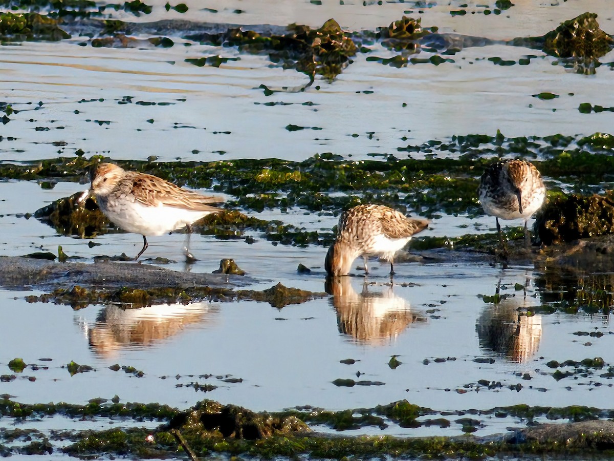 Western Sandpiper - ML638298041
