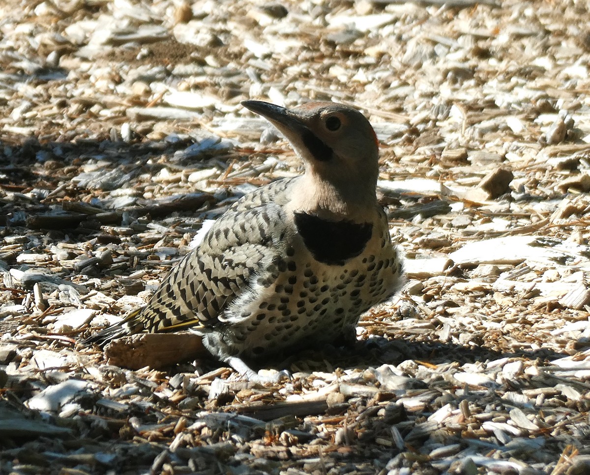 Northern Flicker - ML638298042