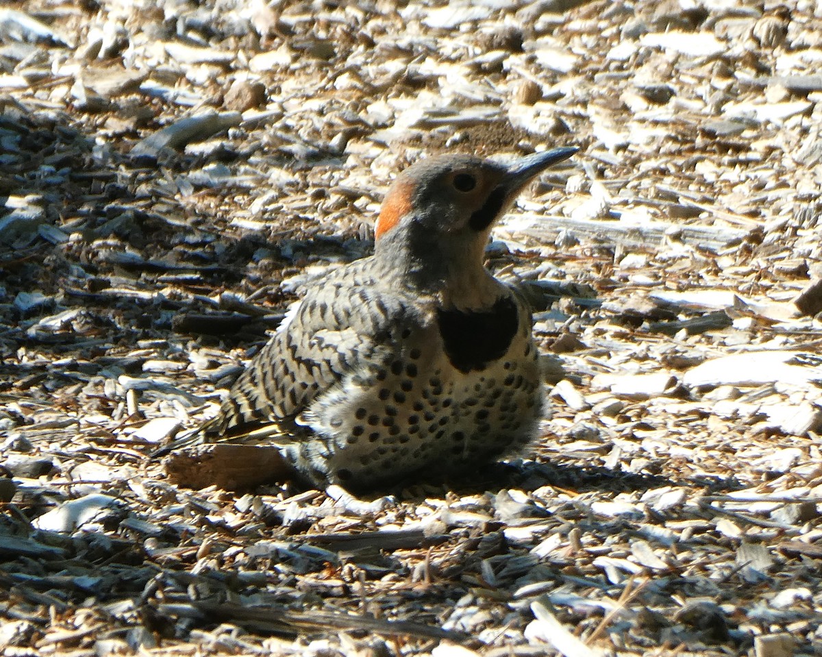 Northern Flicker - ML638298044