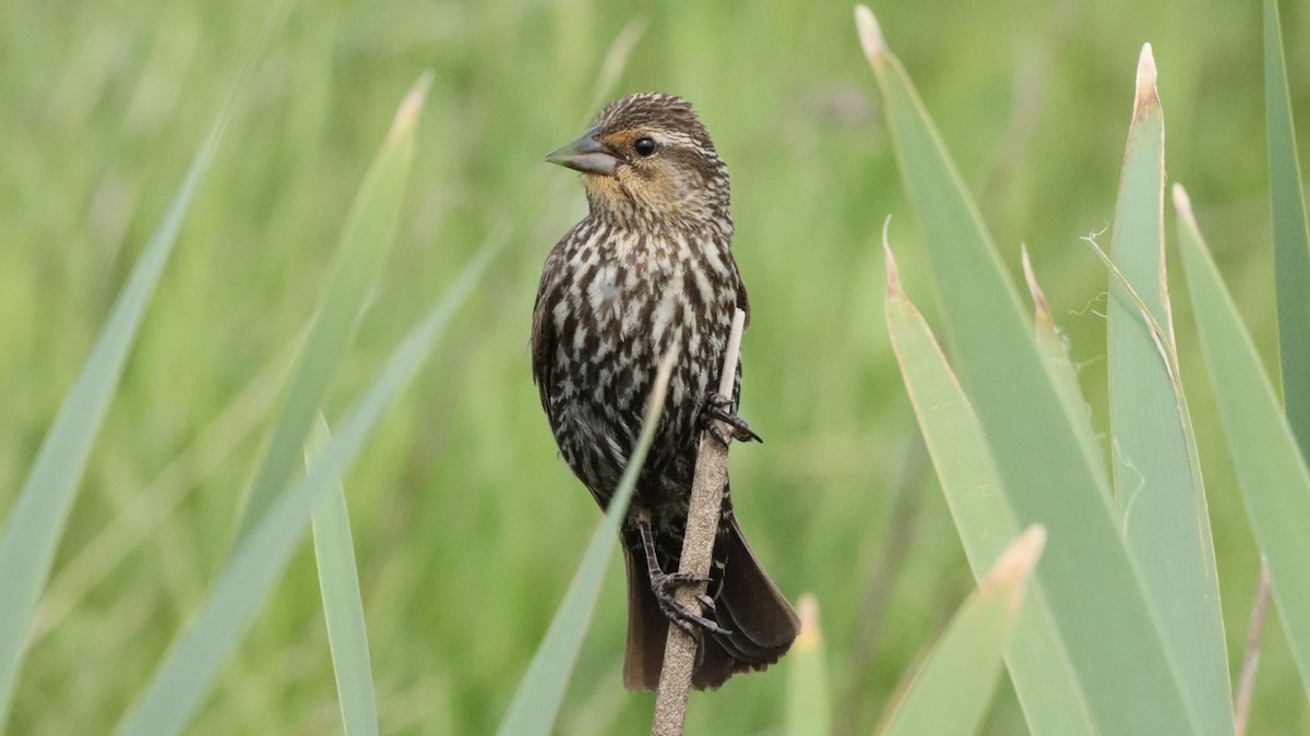 Red-winged Blackbird - ML638298048