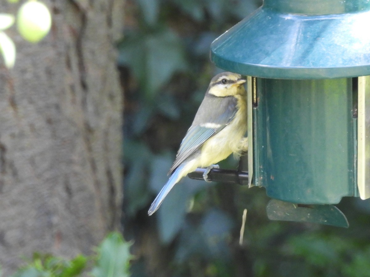 Eurasian Blue Tit - ML638298055