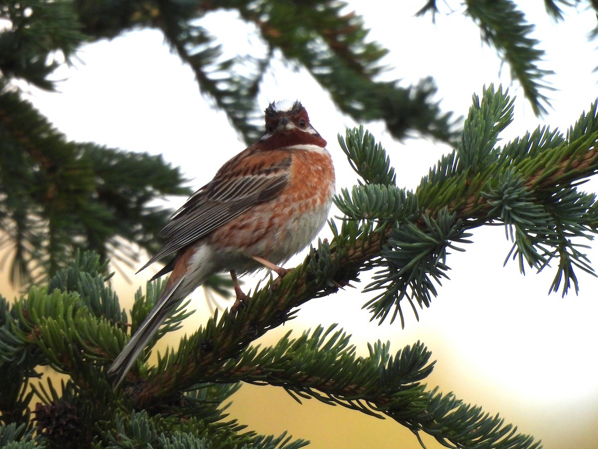 Pine Bunting - ML638298058
