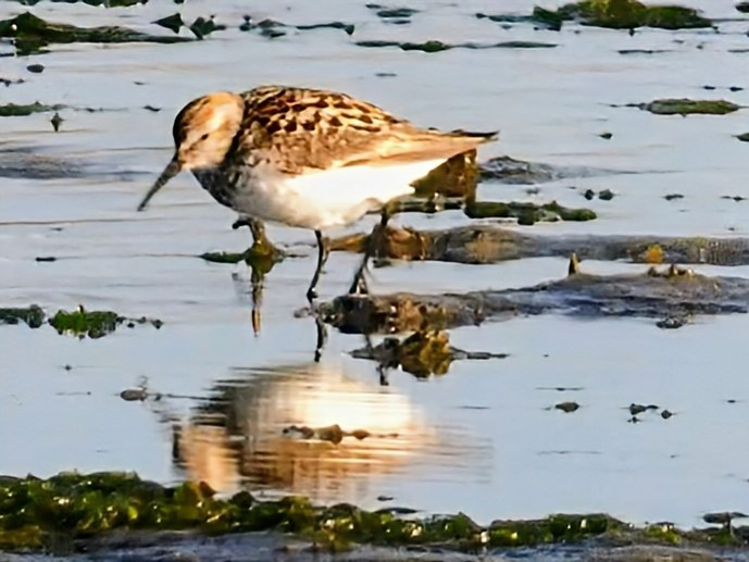 Western Sandpiper - ML638298059
