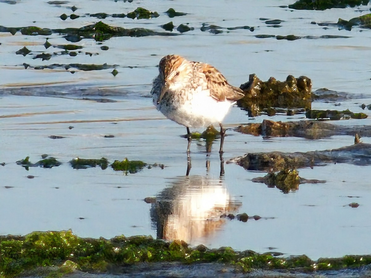 Western Sandpiper - ML638298060