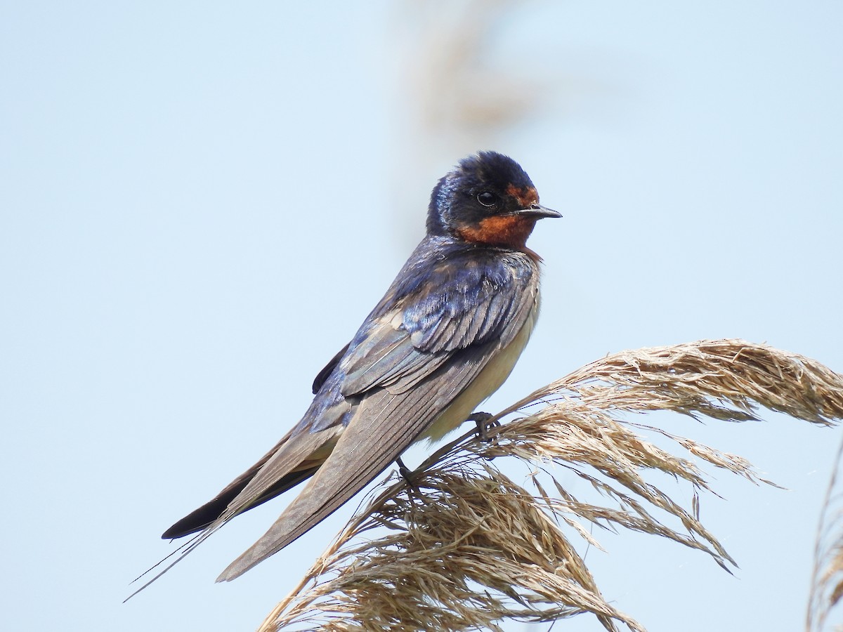 Barn Swallow - ML638298061