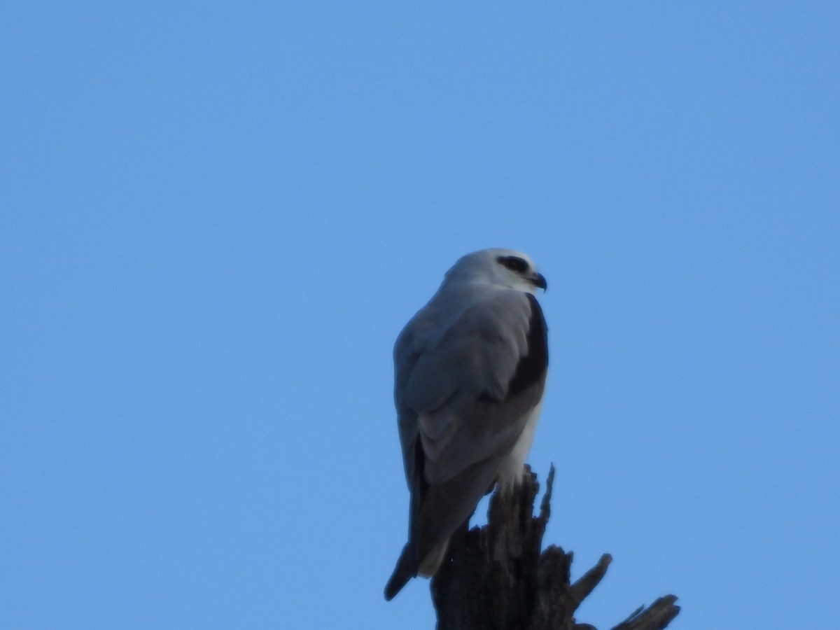 Black-shouldered Kite - ML638298063