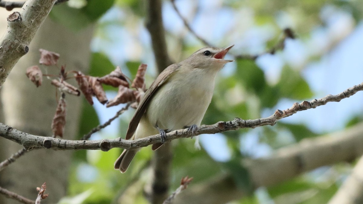 Warbling Vireo - ML638298064