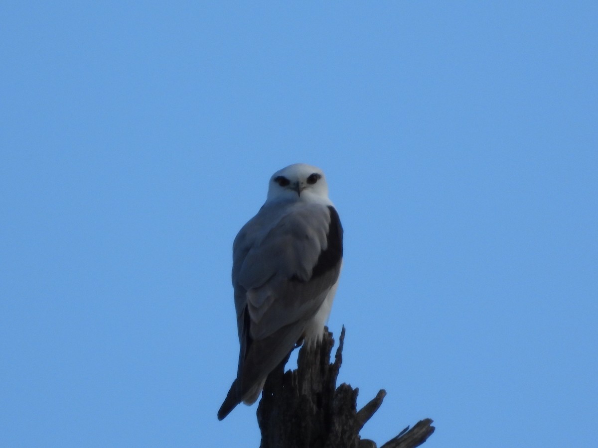 Black-shouldered Kite - ML638298065