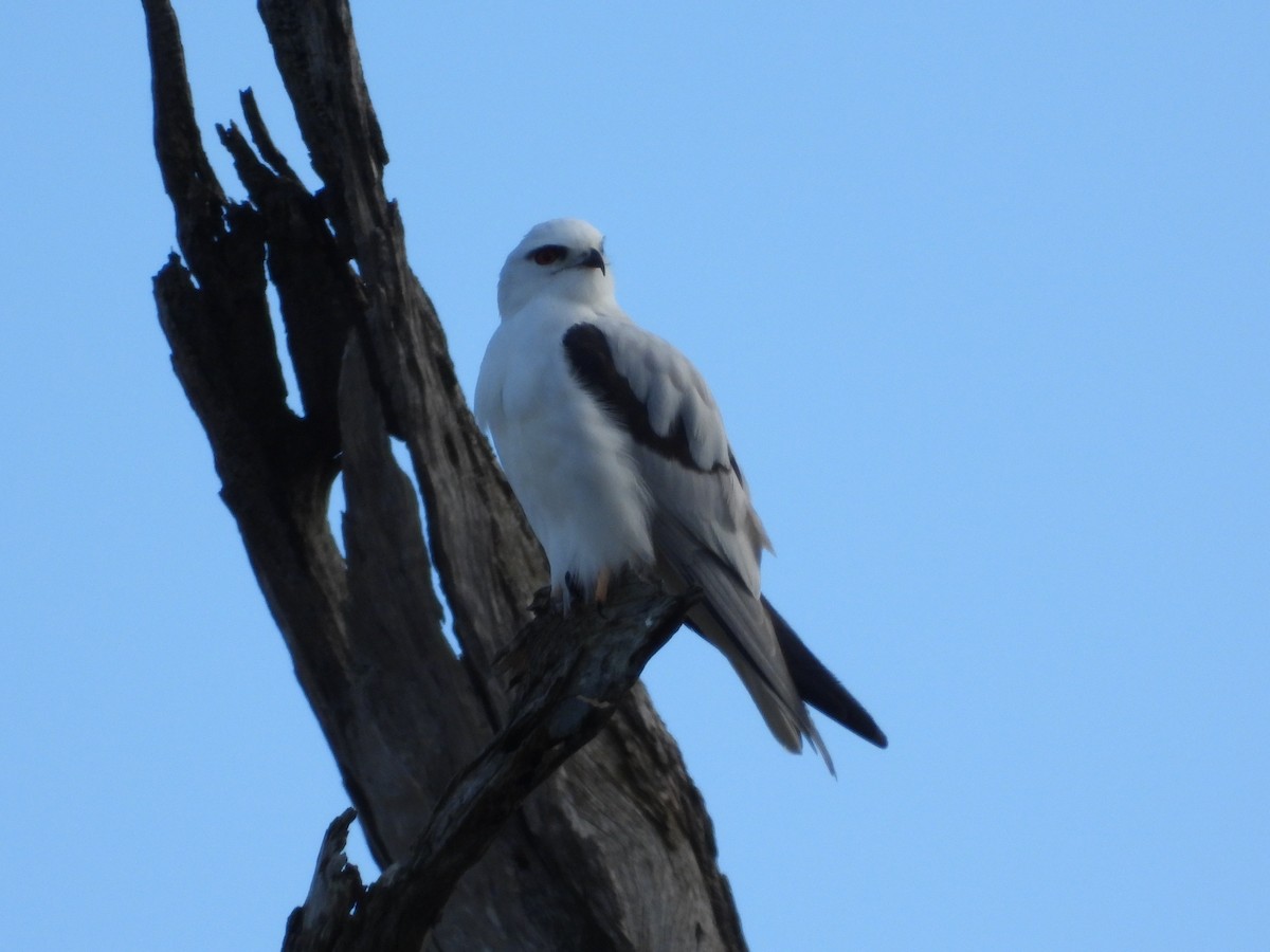Black-shouldered Kite - ML638298066