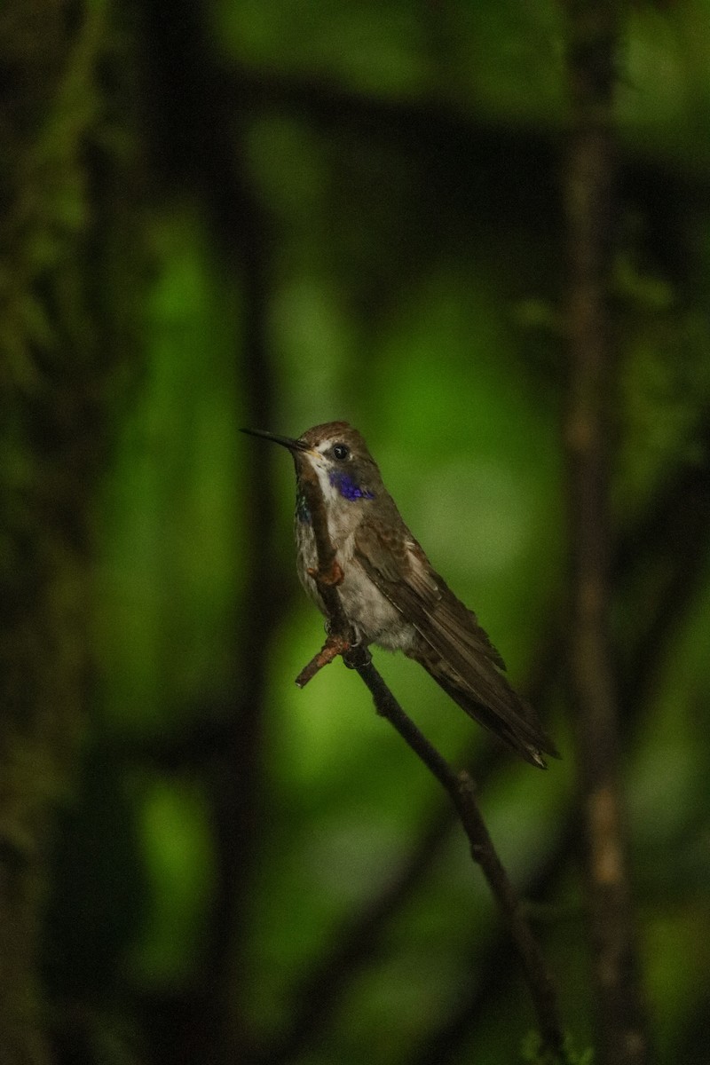 Brown Violetear - ML638298068