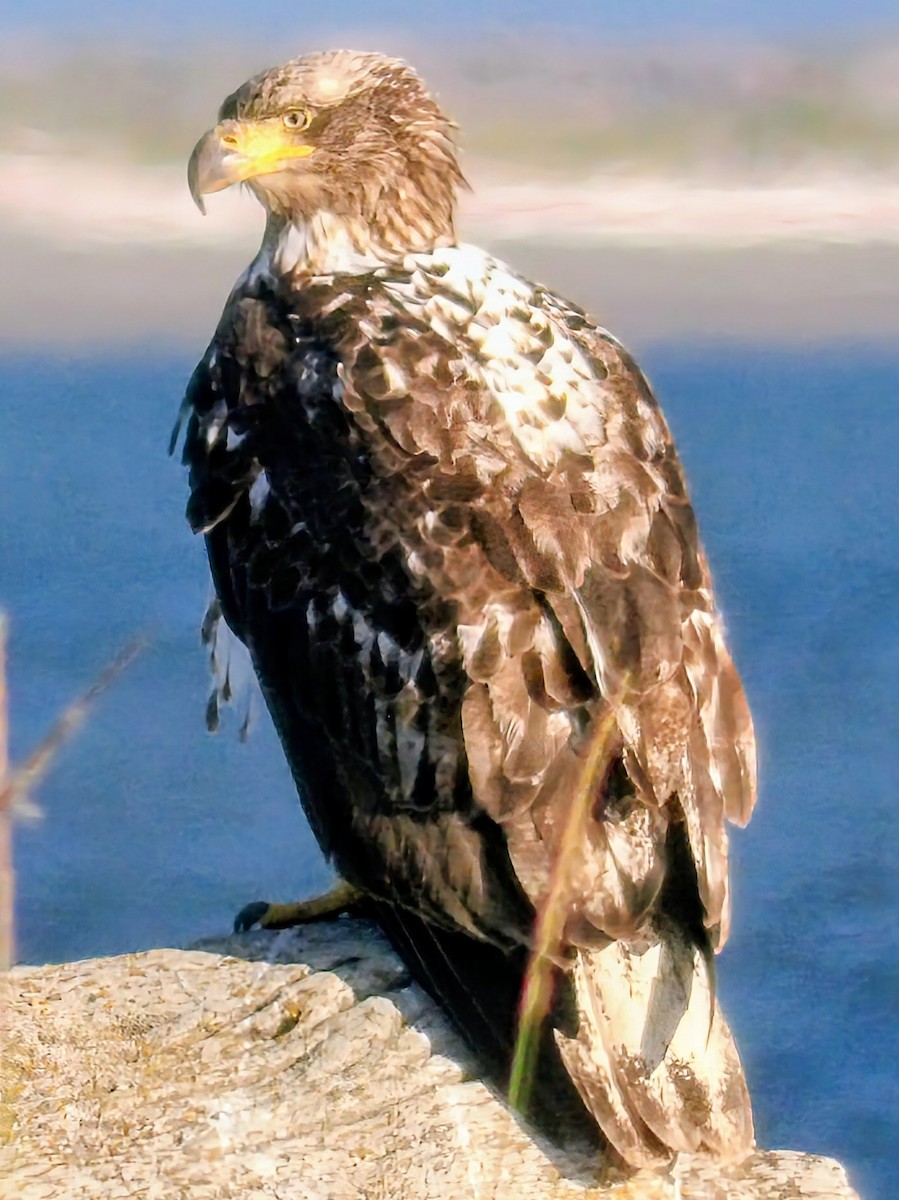 Bald Eagle - ML638298069