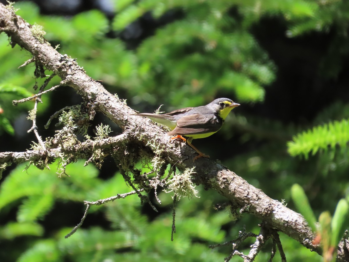 Canada Warbler - ML638298070