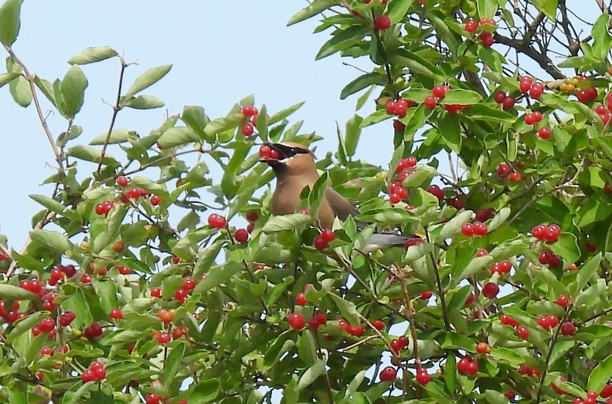 Cedar Waxwing - ML638298072