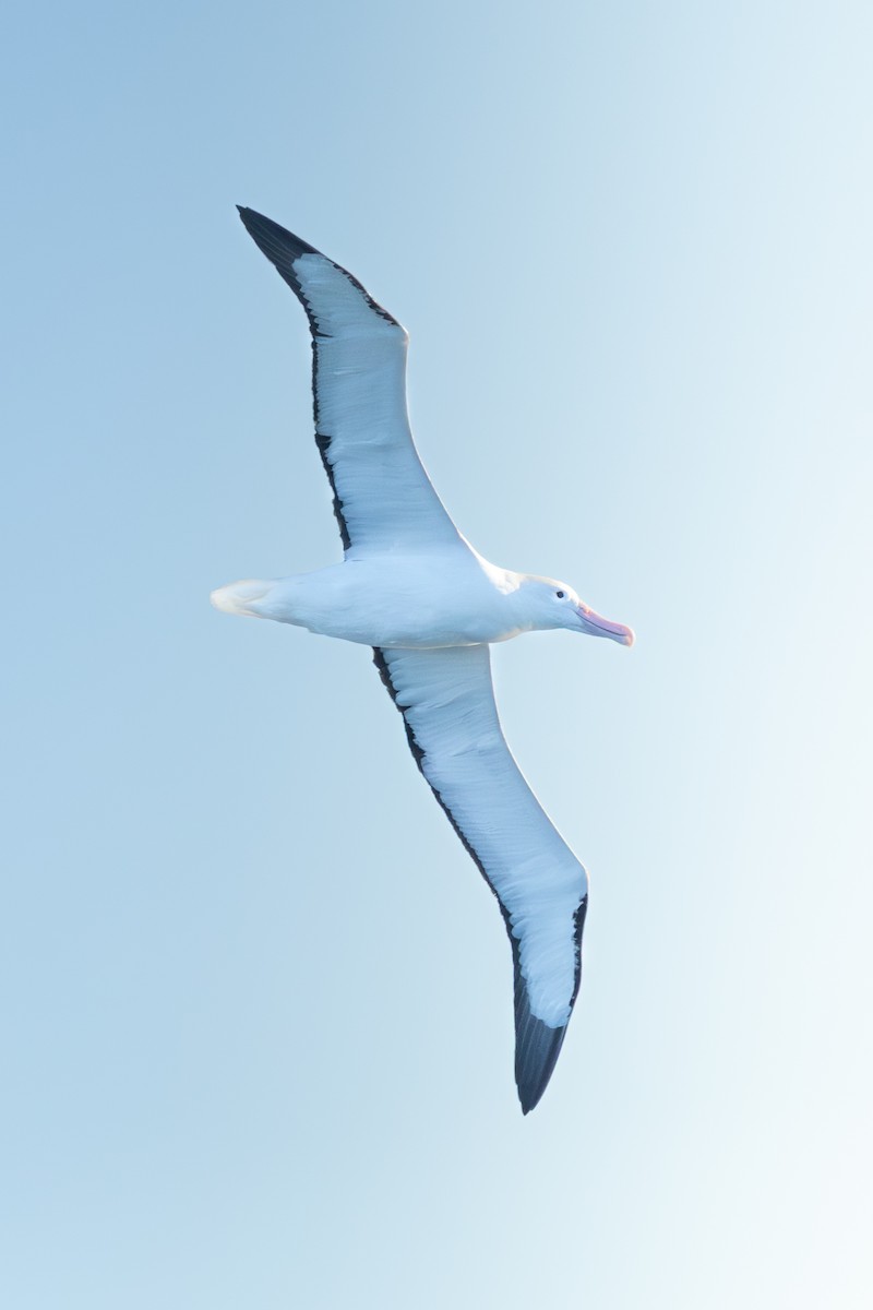 Northern Royal Albatross - ML638298075