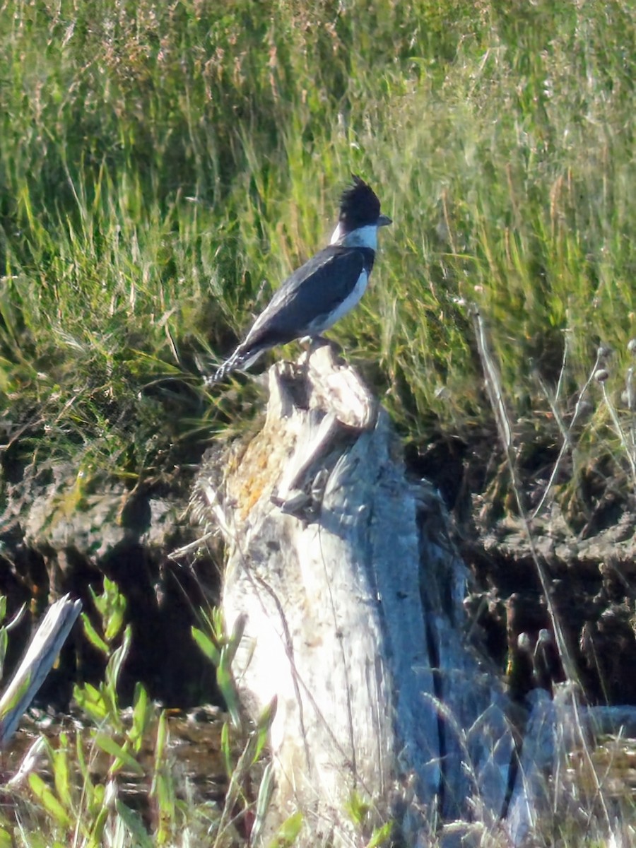 Belted Kingfisher - ML638298076