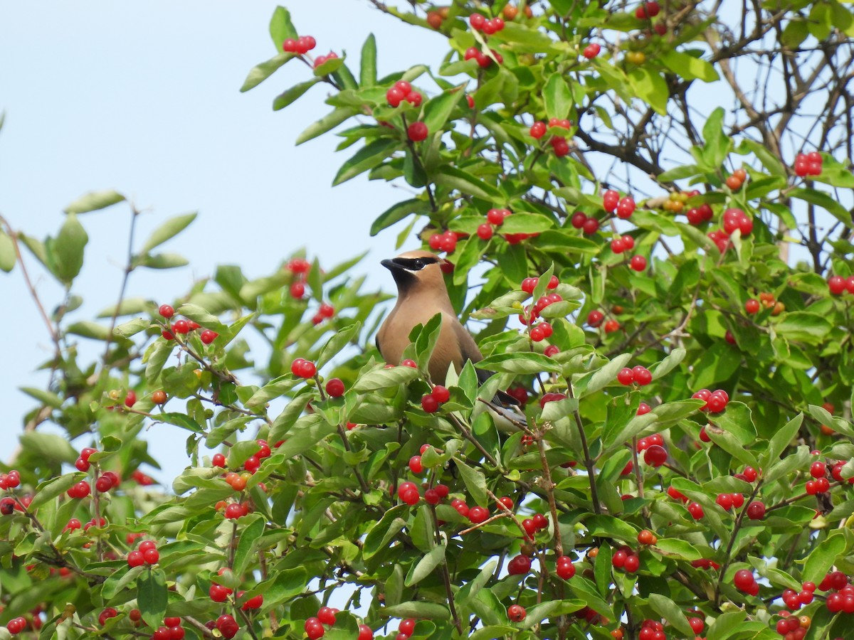 Cedar Waxwing - ML638298084