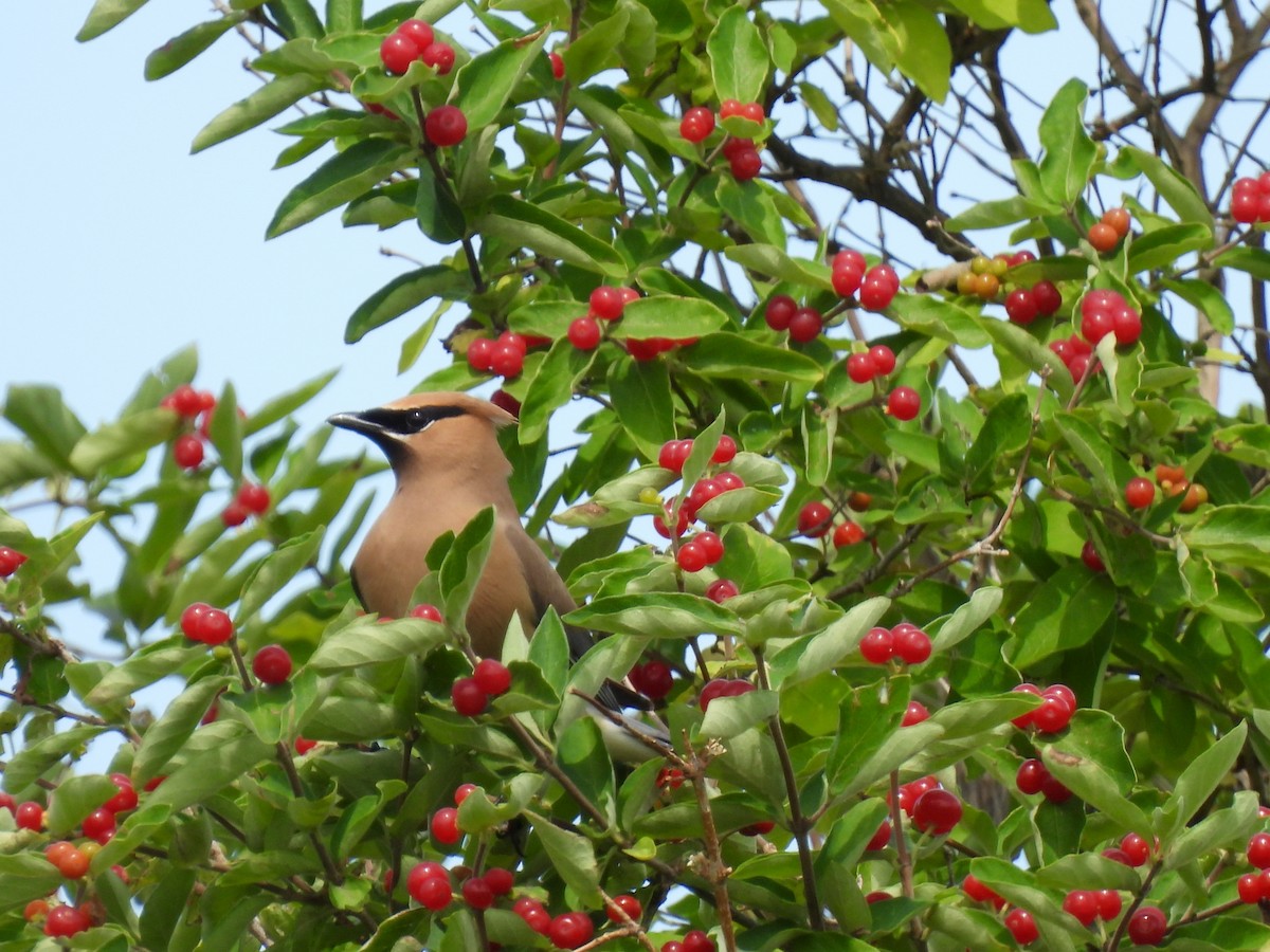 Cedar Waxwing - ML638298087