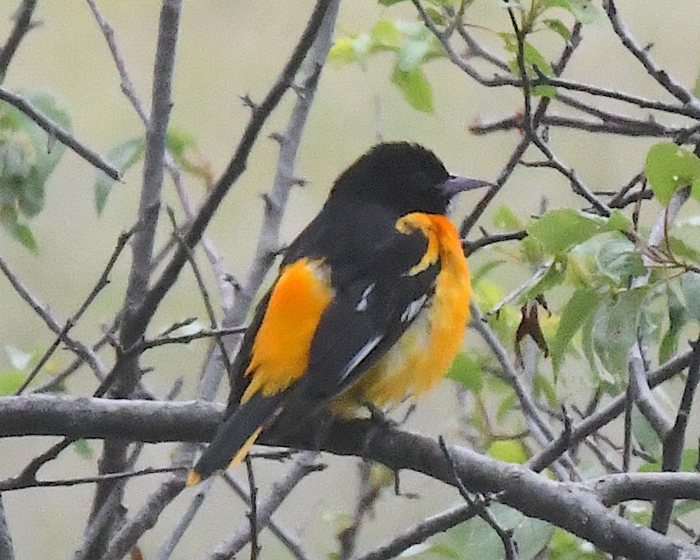 Baltimore Oriole - ML638298088