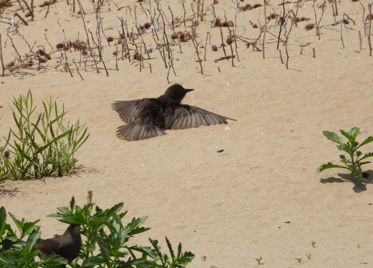 European Starling - ML638298090