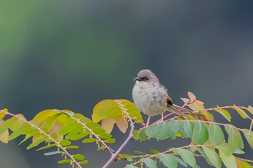 Himalayan Prinia - ML638298092