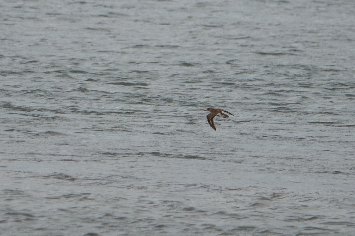 Spotted Sandpiper - ML638298094
